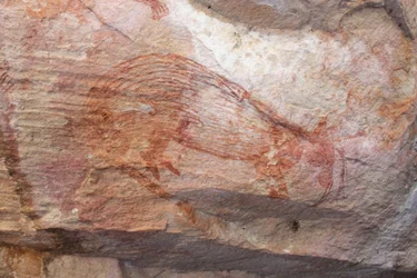 Röd wallaby med glädjeben som sticker ut ur påsen